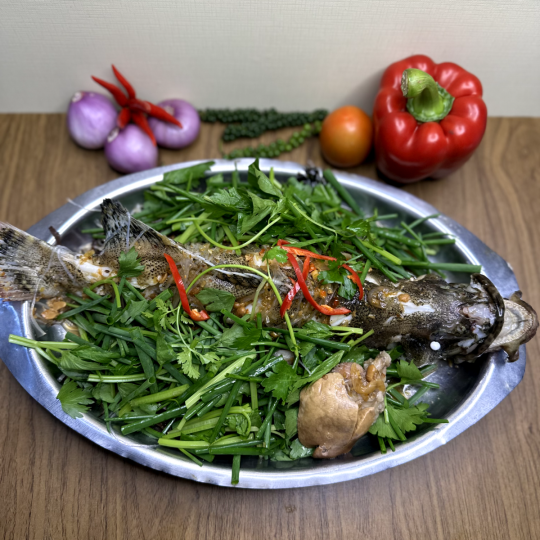 CÁ MÚ CHƯNG TƯƠNG