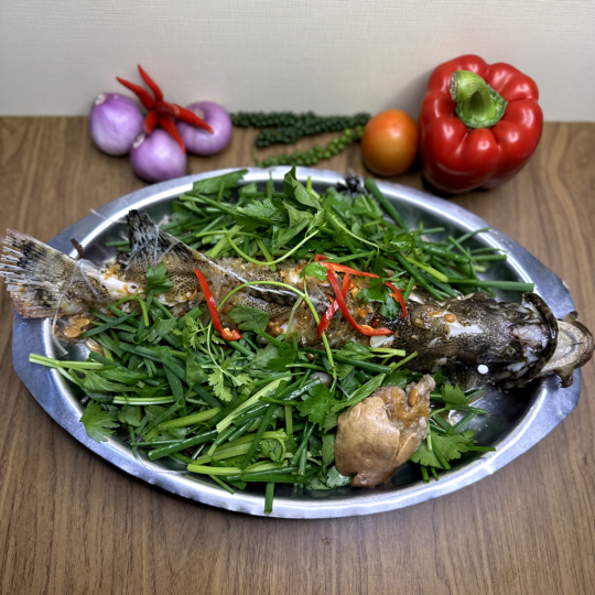CÁ MÚ CHƯNG TƯƠNG